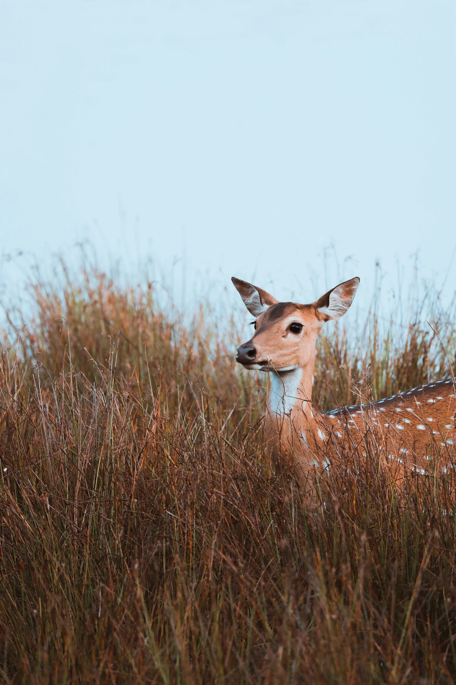Yala – The Wild Side of Sri Lanka Every Traveler Should Experience