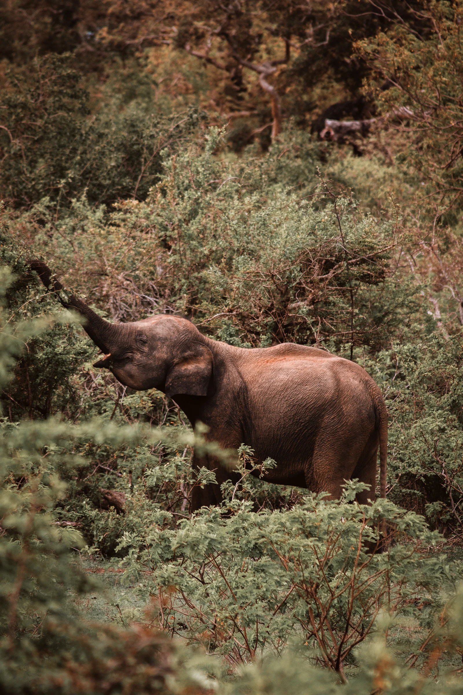 Beyond Yala Safari – Discover Sri Lanka’s National Parks & Wildlife Experiences Most Travellers Miss