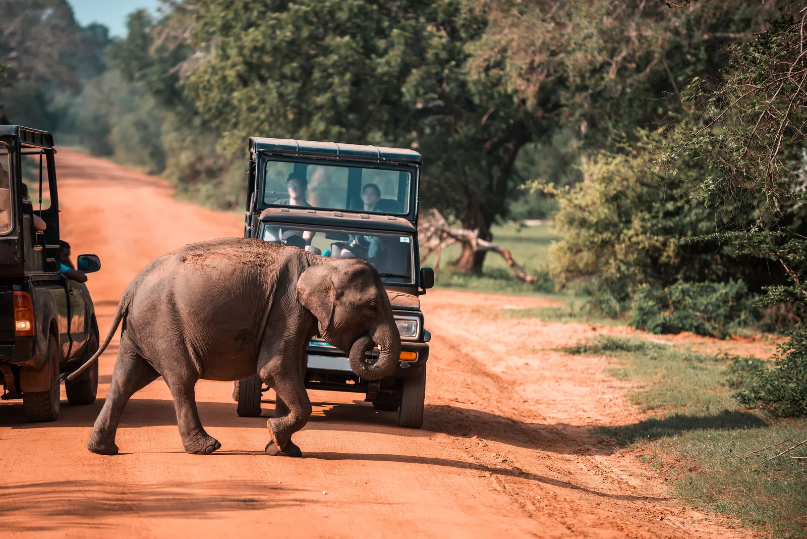 Luxury Safari & Beach Escape