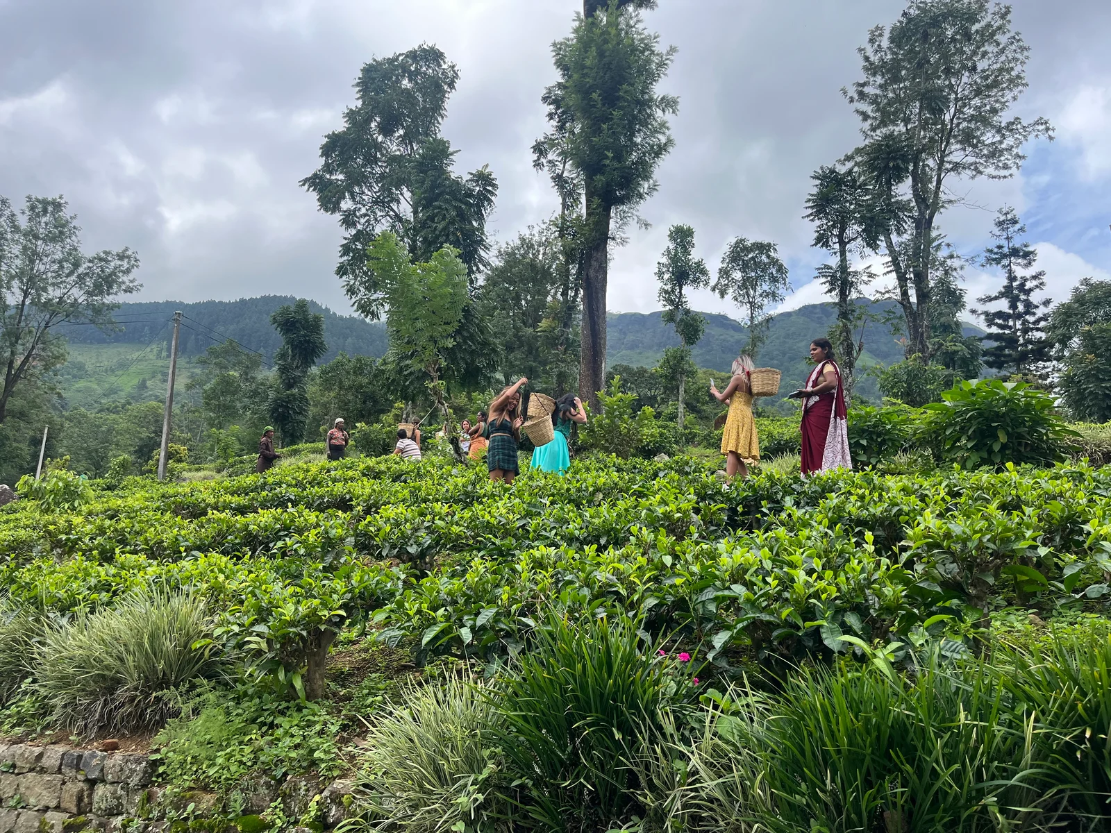 Luxury Tea & Wellness Retreats