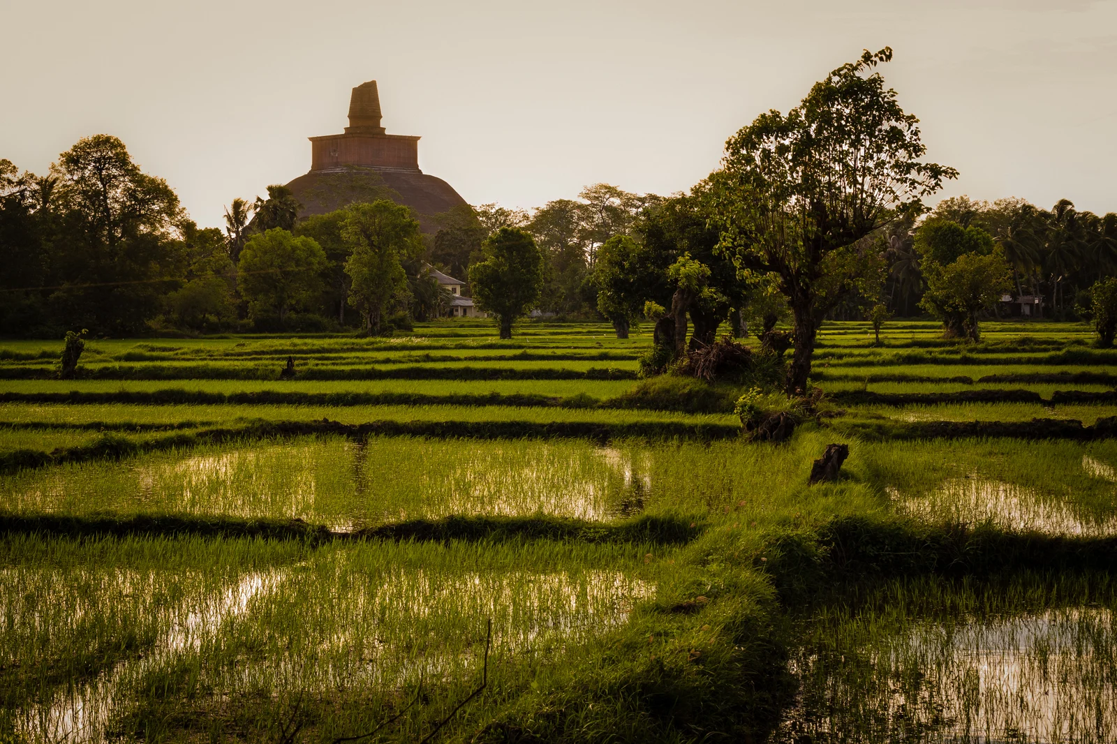 UNESCO Sacred City of Anuradhapura Day Tour From Colombo & Negombo