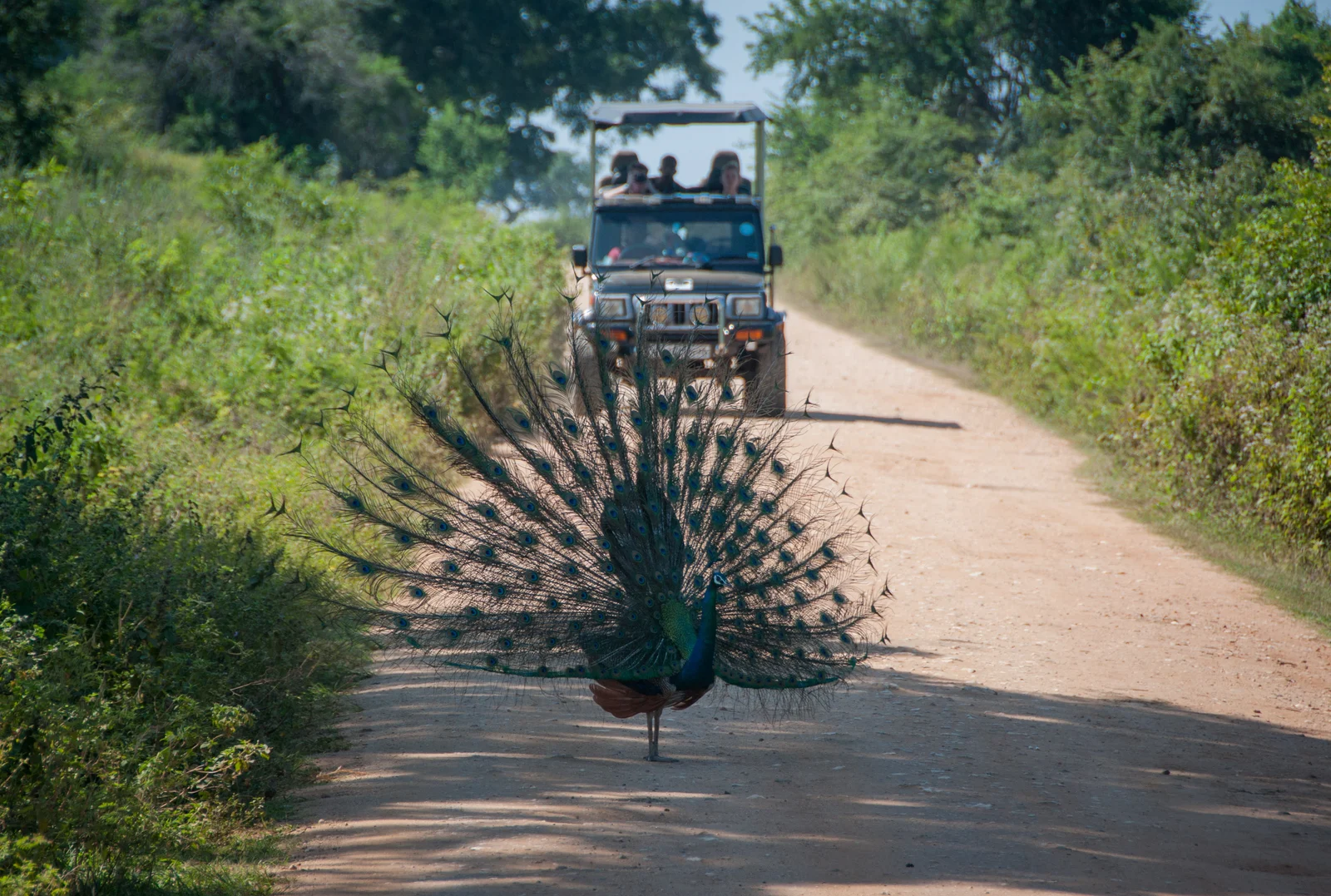 Kumana 3
