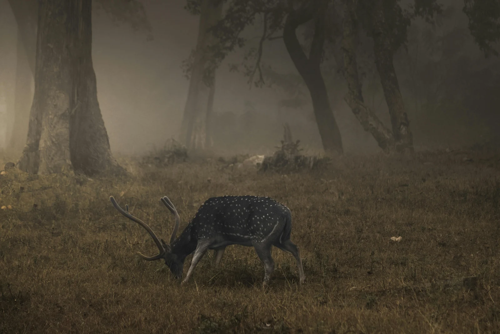 Safari Under the Stars Experience