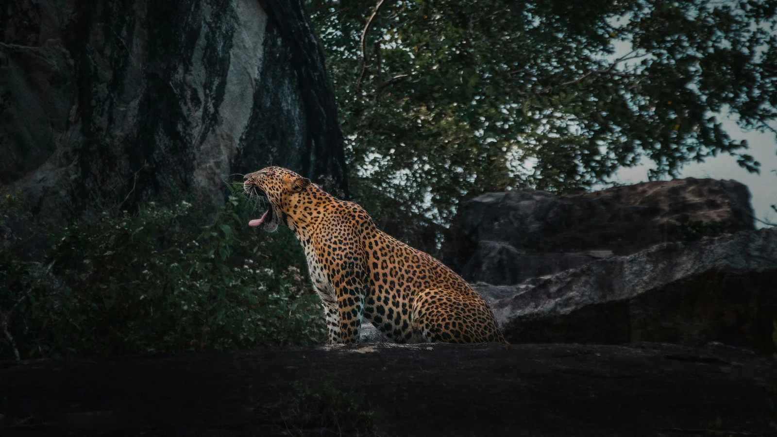 Sri Lanka
