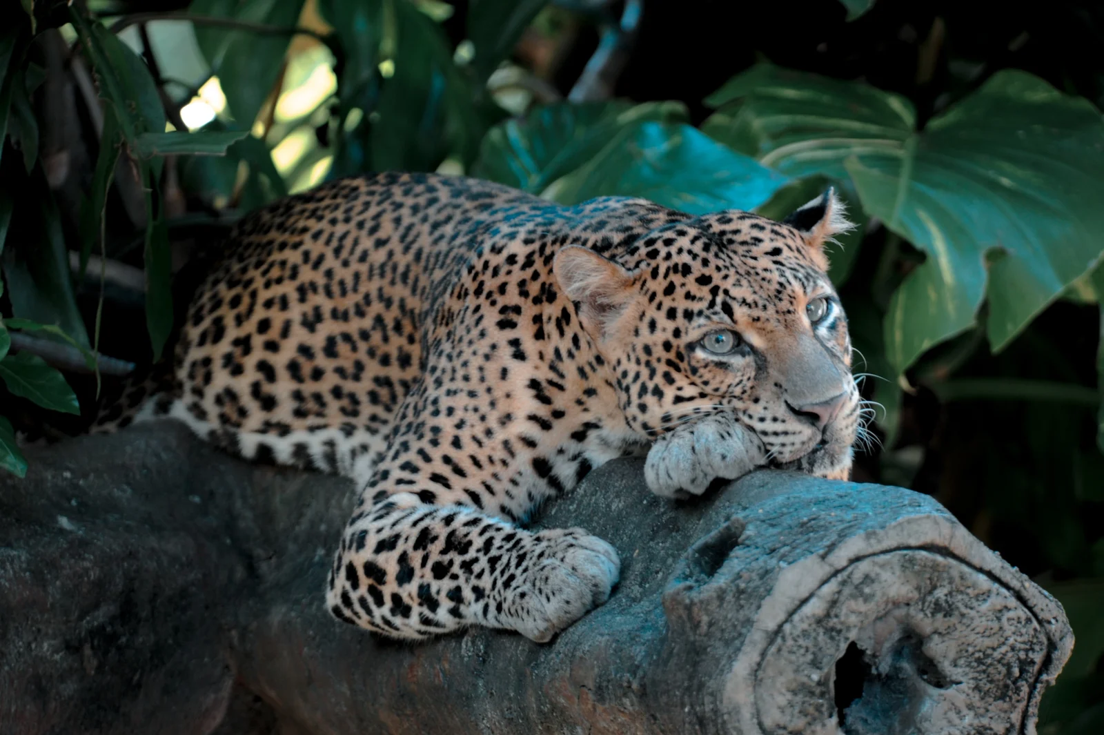 Wilpattu