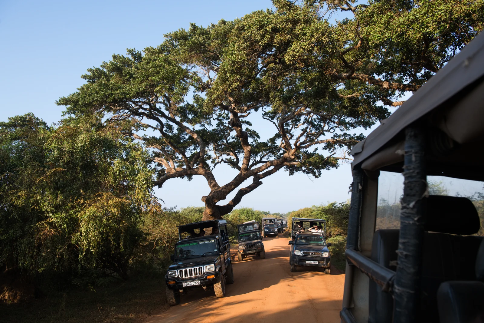 Yala National Park Wildlife Safari from Mirissa