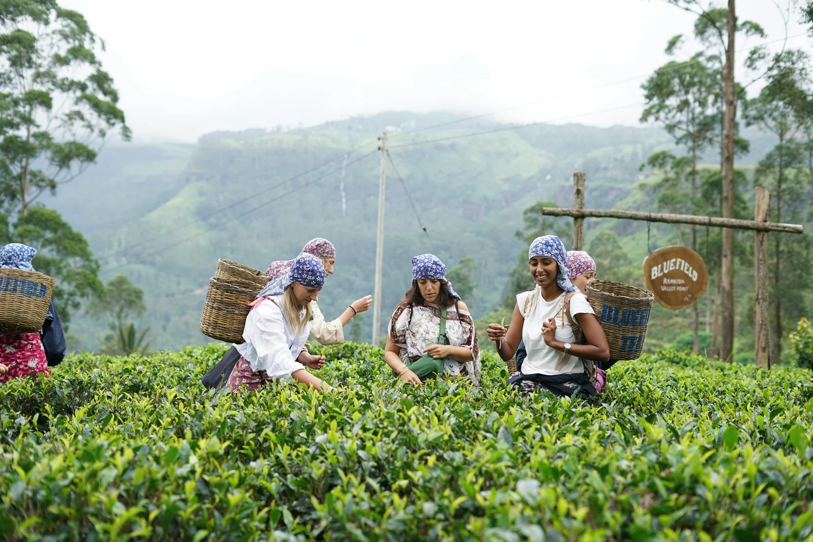Tea Country Photography Journey