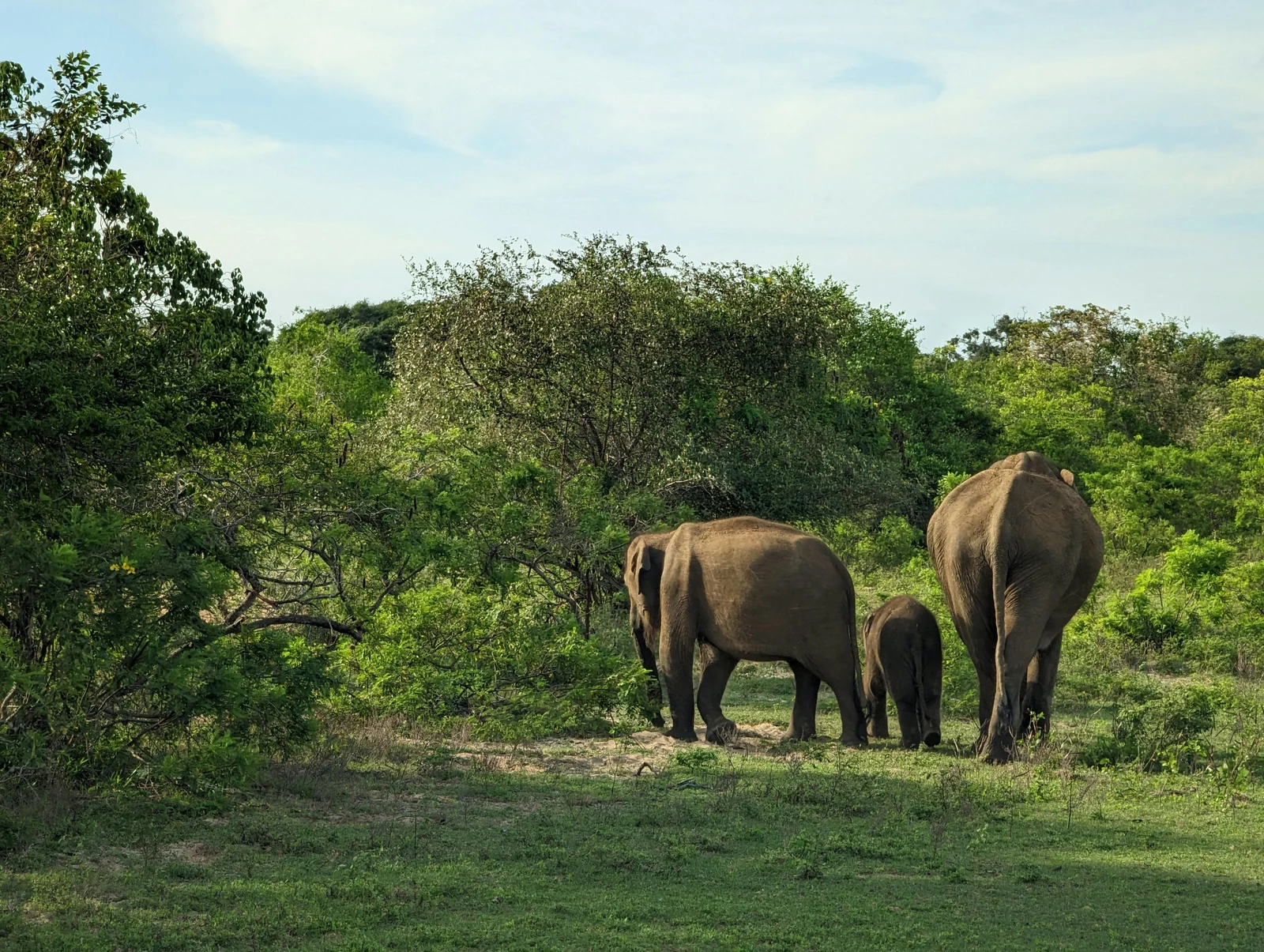 Wild Sri Lanka Discovery