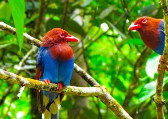Tea Country Bird Photography Journey