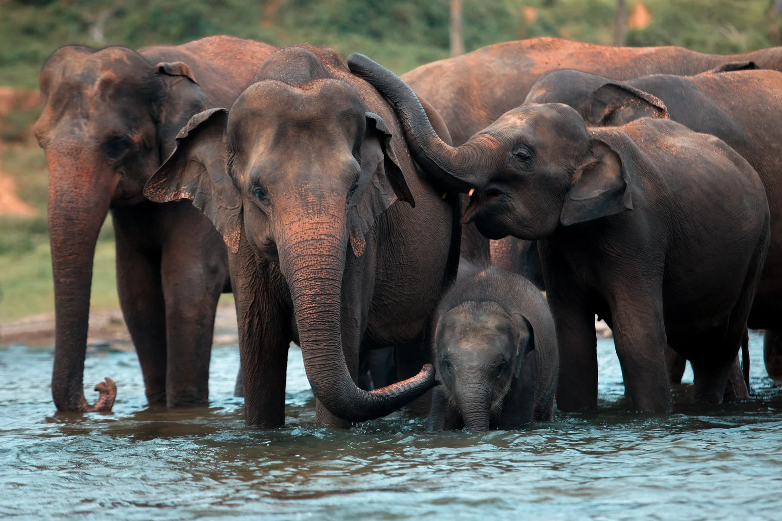 Gallery 7