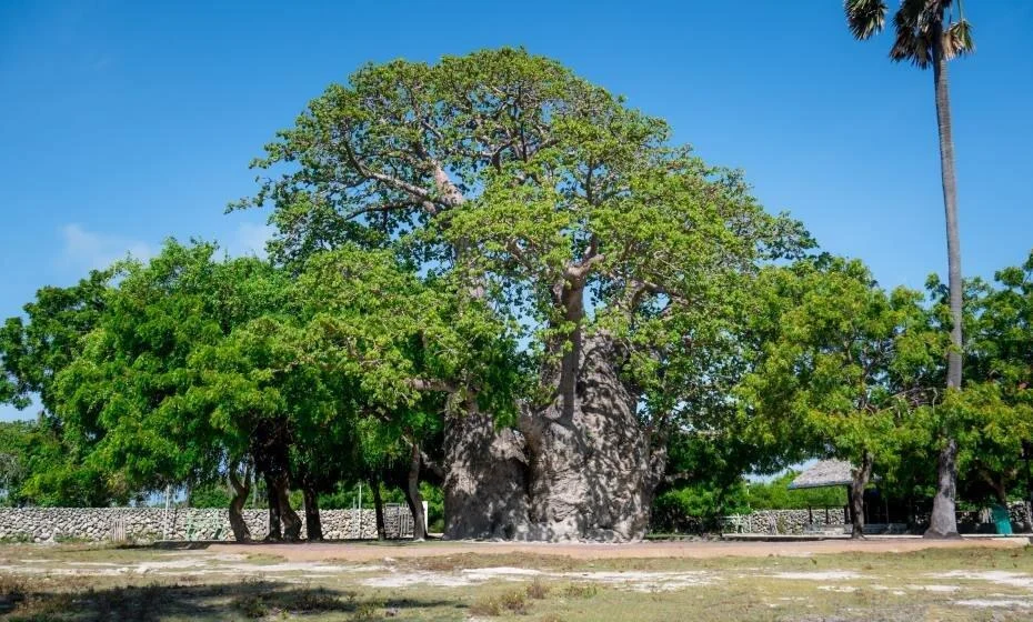 Delft Island