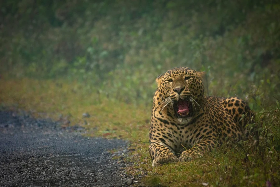 Horton Plains