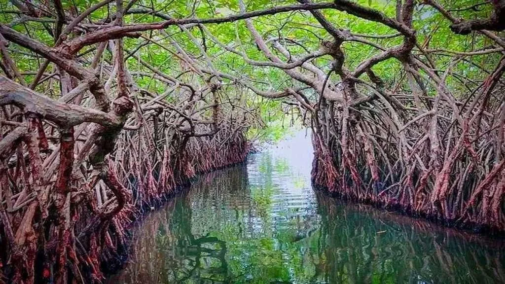 Madu River