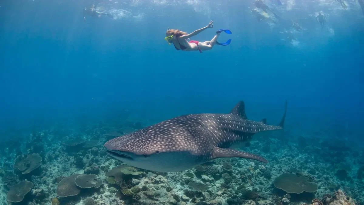 Dhigurah